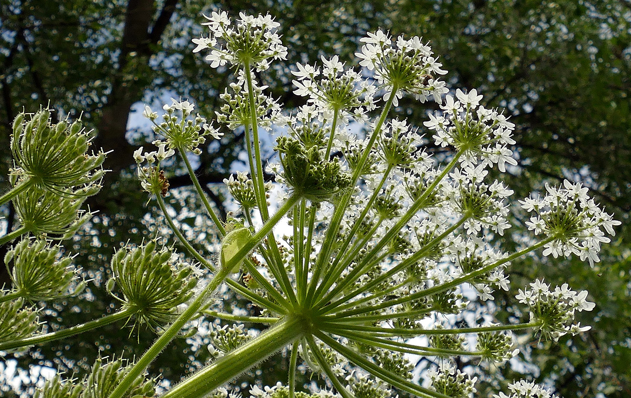 Українці страждають від борщівника: як він виглядає і чим небезпечний